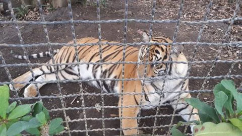Sumatera tiger Foto stock