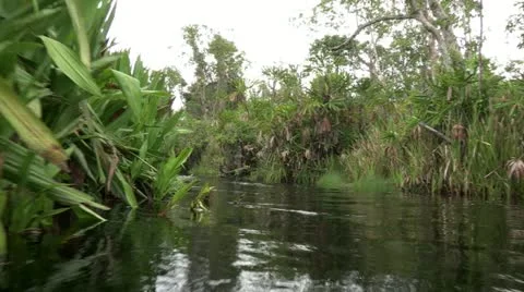 Sumatra swamp 스톡 동영상 12427576