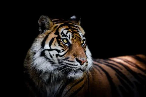 Sumatra tiger with a black background Foto stock