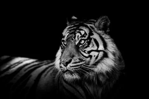 Sumatra tiger with a black background Stock Photos