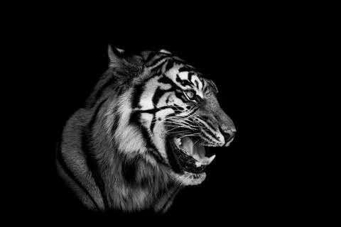 Sumatra tiger with a black background Stock Photos