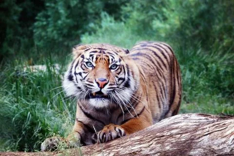 Sumatra tiger, front view Stock Photos