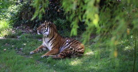 Sumatra tiger in the jungle Stock Footage 157607420