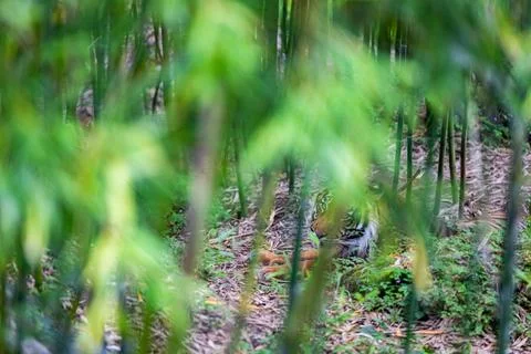 Sumatra tiger in the jungle Foto stock