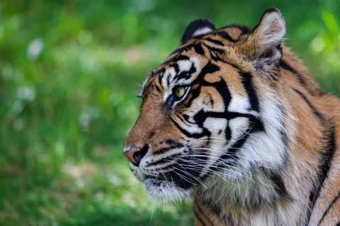 Sumatra tiger in the jungle Stock Photos