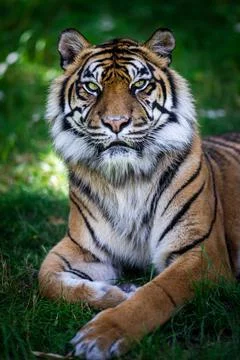 Sumatra tiger in the jungle Stock Photos