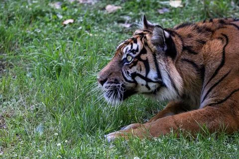 Sumatra tiger in the jungle Stock Photos