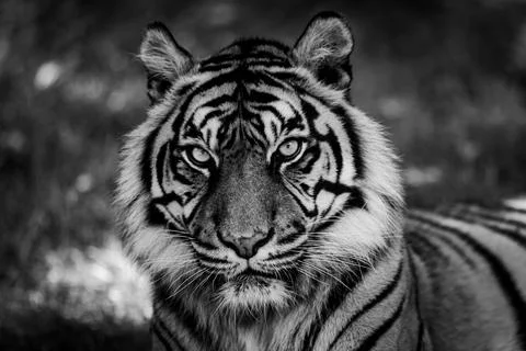 Sumatra tiger in the jungle Foto stock