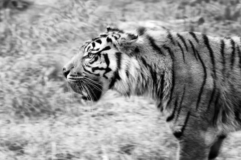Sumatra Tiger, profile view Stock-Fotos