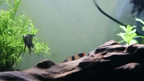 Sumatran Barb Fish Swim for Hide Vidéo 223673307