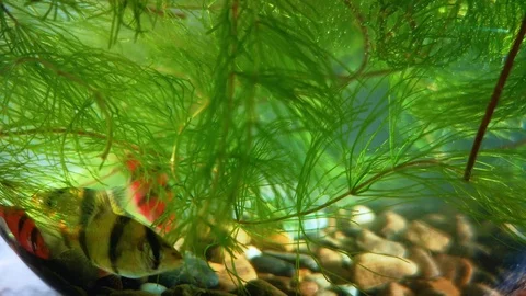 Sumatran Barbus is swimming among the algae. Beautiful sunshine and glare cre Stock Footage 104568604
