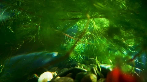 Sumatran Barbus is swimming among the algae. Beautiful sunshine and glare cre Stock Footage 104568639