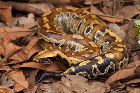 Sumatran blood python / Python brongersmai, commonly known as Brongersma's short Stock Photos