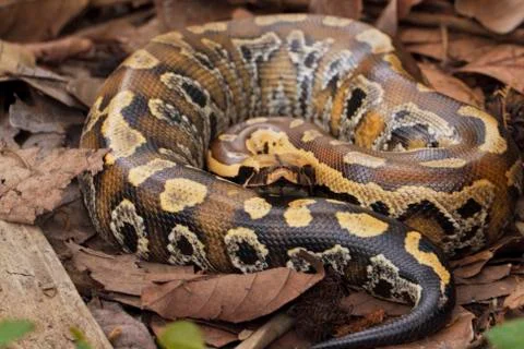 Sumatran blood python / Python brongersmai, commonly known as Brongersma's short Stock Photos