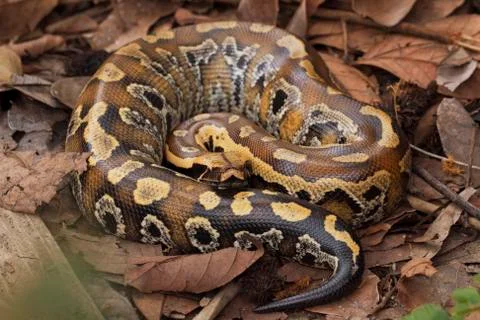 Sumatran blood python / Python brongersmai, commonly known as Brongersma's short Foto stock