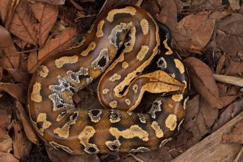Sumatran blood python / Python brongersmai, commonly known as Brongersma's short Foto stock