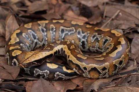Sumatran blood python / Python brongersmai, commonly known as Brongersma's short 스톡 사진
