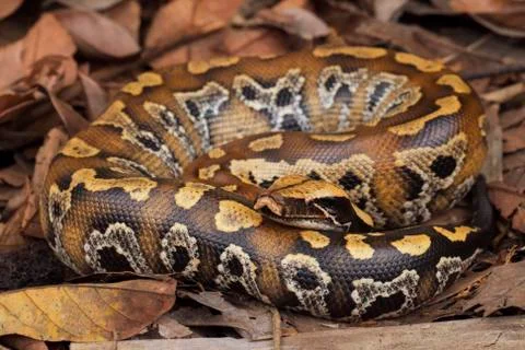 Sumatran blood python / Python brongersmai, commonly known as Brongersma's short Foto stock