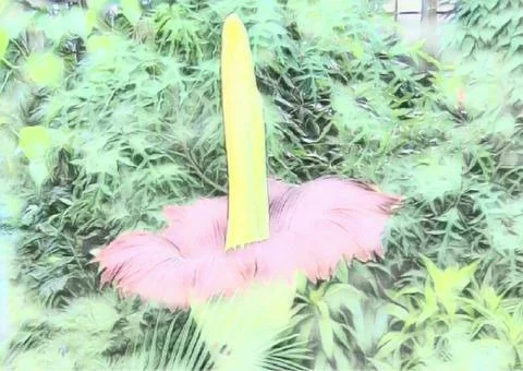 Sumatran Corpse Flower Stock Photos