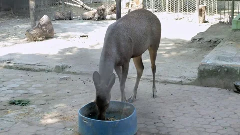 Sumatran deer Stock Footage 254452408