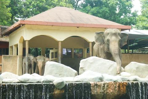 Sumatran Elephant 5 Stock Photos