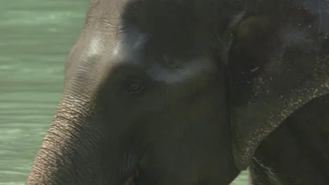 Sumatran Elephant Bathing in River, Close, Leuser National Park, Indonesia Stock Footage 141566553