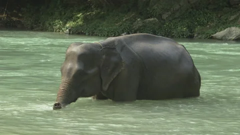Sumatran Elephant Bathing in River, Leuser National Park, Sumatra, Indonesia Stock Footage 141638960