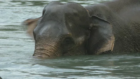 Sumatran Elephant Bathing Underwater in River, Leuser National Park, Indonesia Stock Footage 141607073