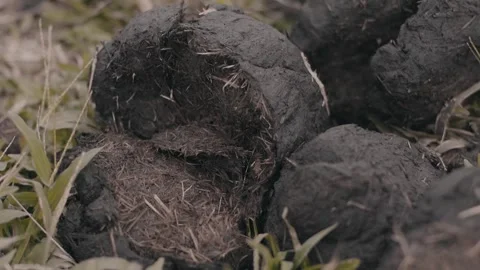 Sumatran elephant dung Vídeo Stock 272955530