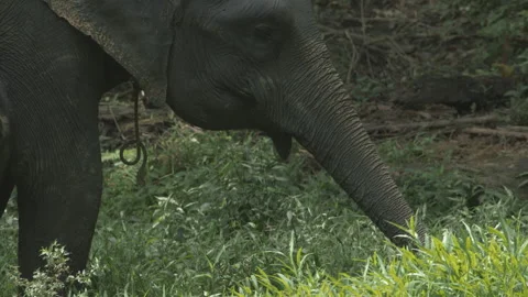 Sumatran Elephant Eating Grass, Close, Leuser National Park, Indonesia Stock Footage 141570128