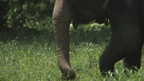 Sumatran Elephant Eating Grass, Leuser National Park, Indonesia Stock Footage 141642573
