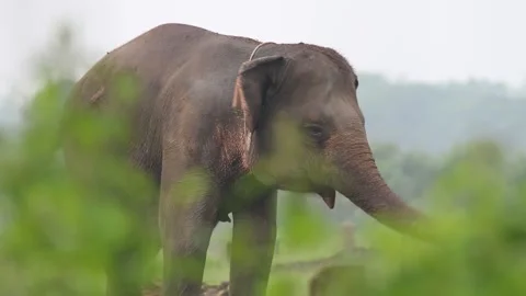 A Sumatran elephant Stock Footage 258808488