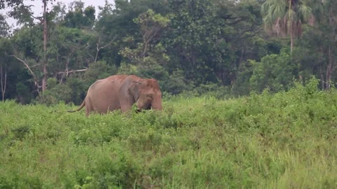 A Sumatran elephant Stock Footage 258808526