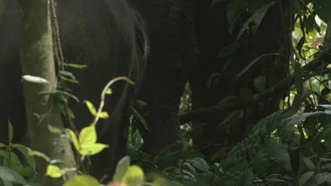 Sumatran Elephant Grazing In forest, Mount Leuser National Park, Indonesia Video stock 141578346