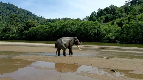 A Sumatran elephant having fun in the river Stock Footage 274536182