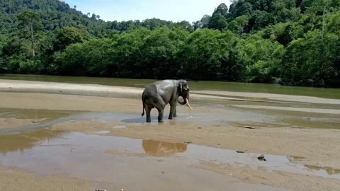 A Sumatran elephant having fun in the river Stock Footage 274536375