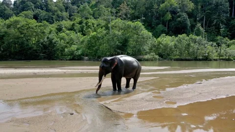 A Sumatran elephant having fun in the river Stock Footage 274536637