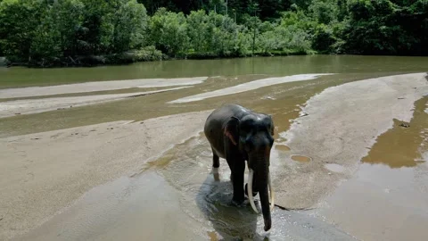 A Sumatran elephant having fun in the river Stock Footage 274536874