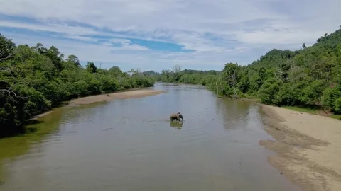 A Sumatran elephant having fun in the river Stock Footage 274536992