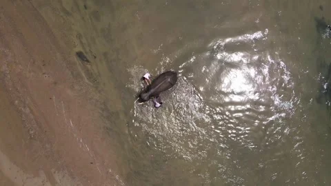 A Sumatran elephant having fun in the river Stock Footage 274537591