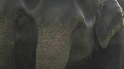 Sumatran Elephant Looking at Camera, Close, Leuser National Park, Indonesia Video stock 141639866