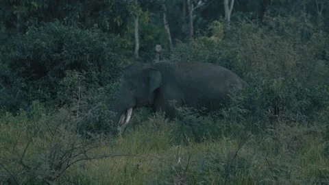 Sumatran elephant or Elephas maximus sumatranus Stock Footage 272954576