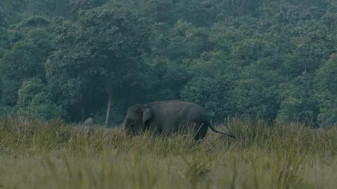Sumatran elephant or Elephas maximus sumatranus Stock Footage 272955049