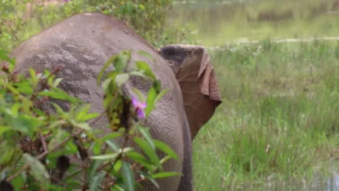 Sumatran elephant or Elephas maximus sumatranus Video stock 272957862