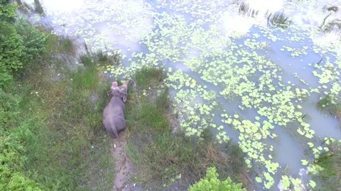 Sumatran elephant or Elephas maximus sumatranus Stock Footage 272958822