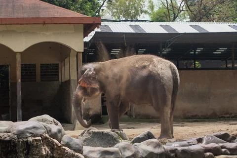 Sumatran elephant throwing dust with trunk in zoo enclosure Stock Photos
