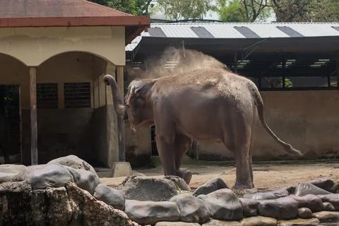 Sumatran elephant throwing dust with trunk in zoo enclosure Stock Photos