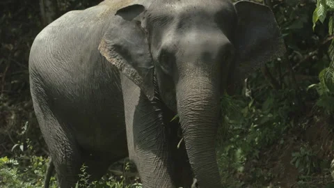 Sumatran Elephant Walking Towards Camera, Leuser National Park,  Indonesia Stock Footage 141578741