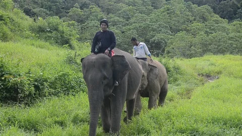 Sumatran elephants 1 Video stock 126000574