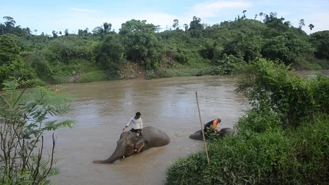 Sumatran elephants 2 Video stock 126000577